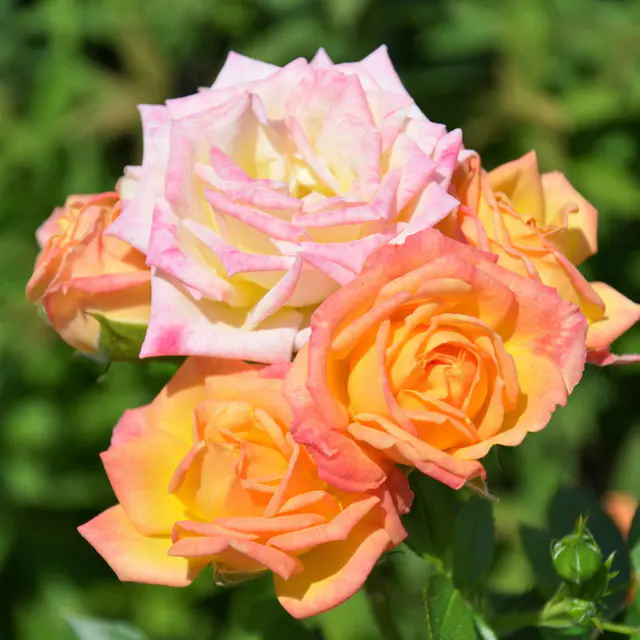 Zwergrose 'Little Sunset®', gelb mit rotem Rand, Topf 3 Liter