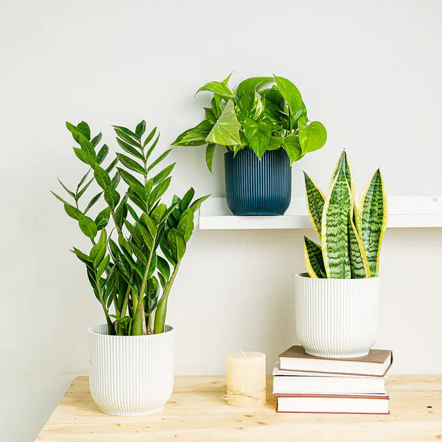 Pflanzen-Trio: Elegante Luftreiniger (Pothos - Epipremnum, Sansevieria - Schlangenpflanze, Zamioculcas - Rabenpflanze (ZZ))