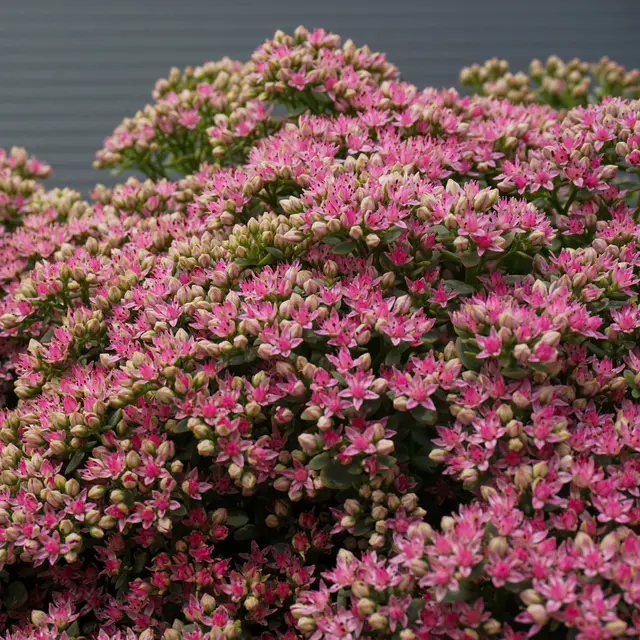 Fetthenne hellrosa, Topf Ø 12 cm