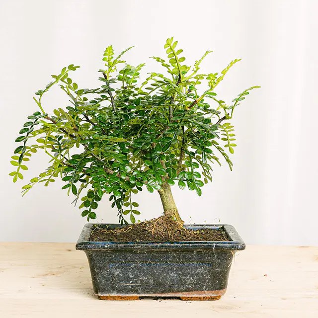 Bonsai 5 Jahre Zathoxylum