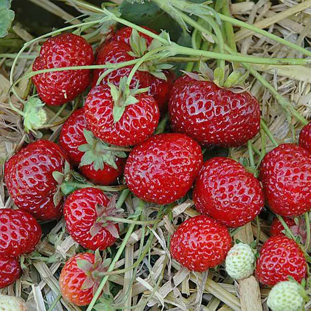 Bio Hummi® Erdbeere 'Neue Mieze', Topf 11x11cm