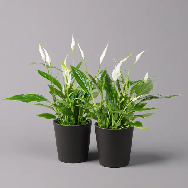 Einblatt 'Bellini', Topf-Ø 13 cm, mit Topf Dallas anthrazit, 2 Pflanzen