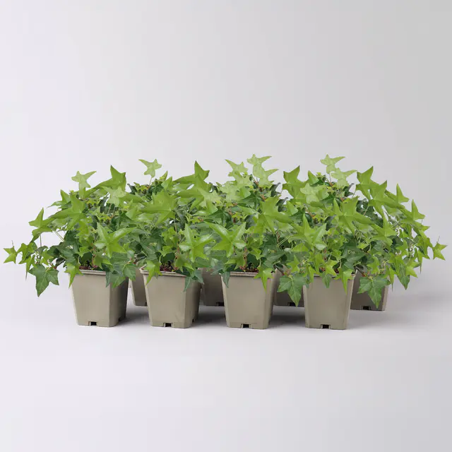 Efeu, Topf-Ø 9 cm, 12er-Set