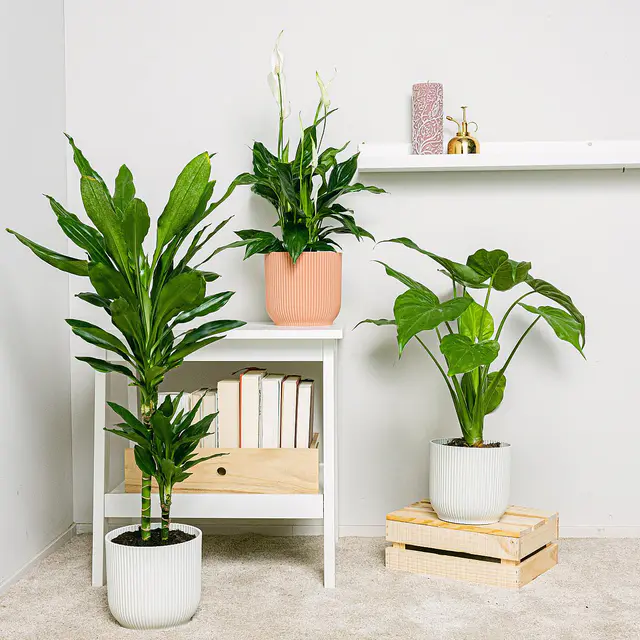 Las Purificadoras Altas Pflanzentrio (Brasilstamm / Dracaena Fragrans, Spathiphyllum, Alocasia Elefantenohr / Alocasia Cucullata)