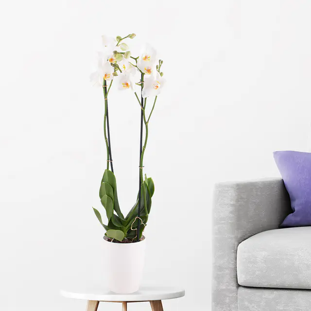 Weiße Orchidee (zwei Rispen) + gratis Topf