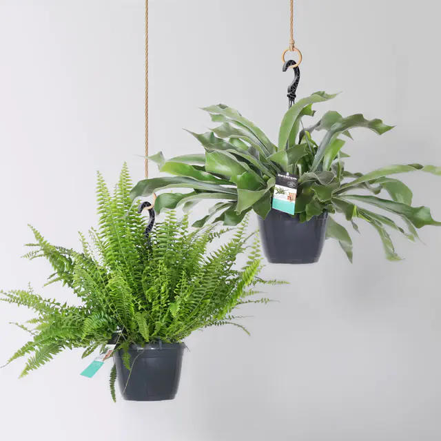 Grünpflanzen-Set Farn-Duo, Hängeampel-Ø 17/18 cm, 2 Pflanzen
