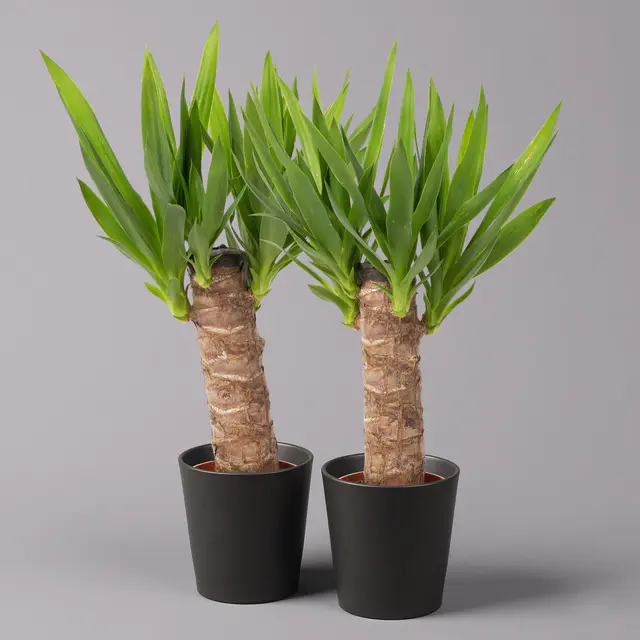 Palmlilie in Keramiktopf Dallas, Topf-Ø 11/12cm, Höhe ca. 40-45cm, 2er-Set