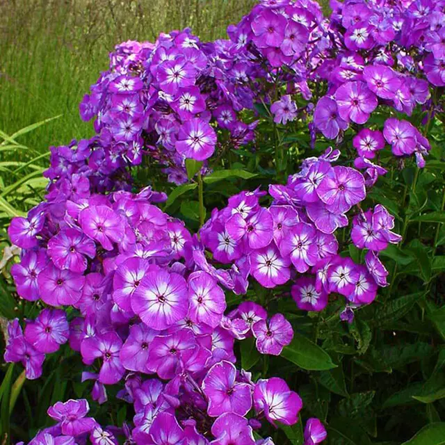 Bio Flammenblume 'Uspech' violett, Topf 11x11 cm,