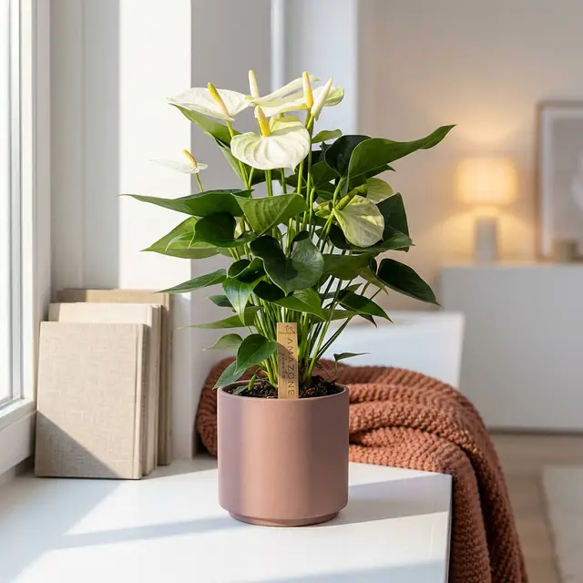 Weißer Anthurium