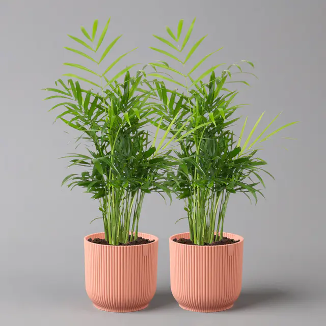 Bergpalme mit Übertopf Vibes rosa, Topf-Ø 12 cm, Höhe ca. 30 cm, 2er-Set