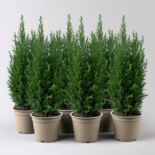 Blaue Kegelzypresse 'Ellwoodii', Topf-Ø 13 cm, 6 Pflanzen