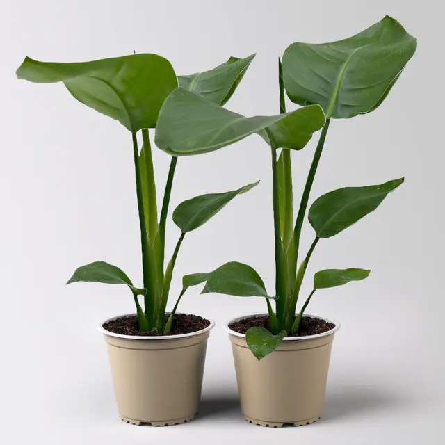 Strelitzia nicolai, Topf-Ø 12 cm, 2 Pflanzen
