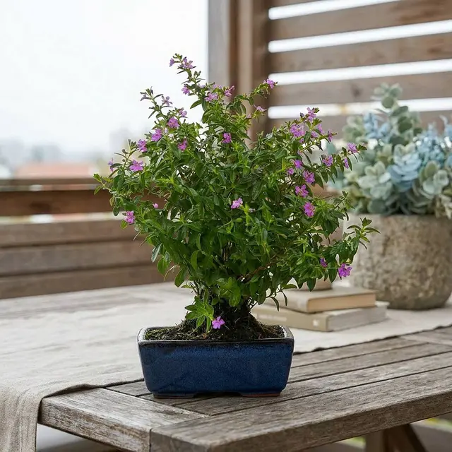 Cuphea Bonsai - 5 Jahre
