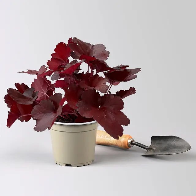 Bio Purpurglöckchen 'Fire Alarm', rot, Topf-Ø 12 cm