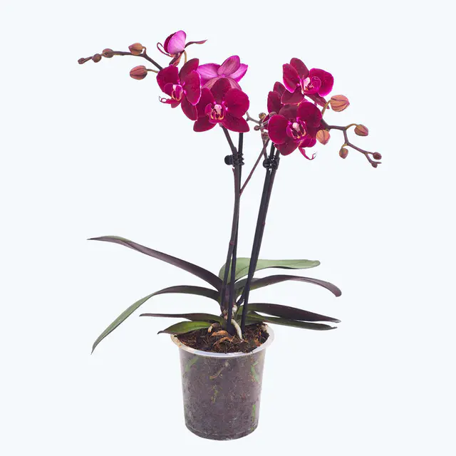Phalaenopsis Cartagena mit dunklen bordeauxroten Blüten und 2 Rispen