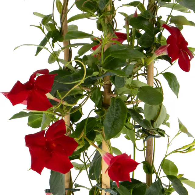 Rote Mandevilla Pyramide + gratis Topf — Bild 2