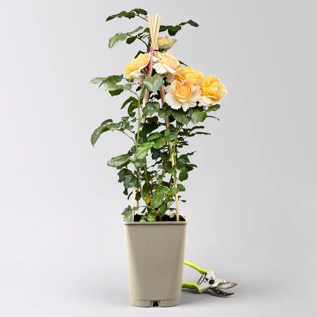 Duftende Edelrose 'Capri'®, orange-aprikot, Topf 5 Liter, 4 Pflanzen