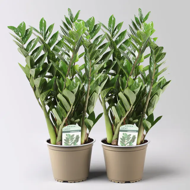 Glücksfeder 'Lucky', Topf-Ø 14 cm, Höhe ca. 40 cm, 2 Pflanzen