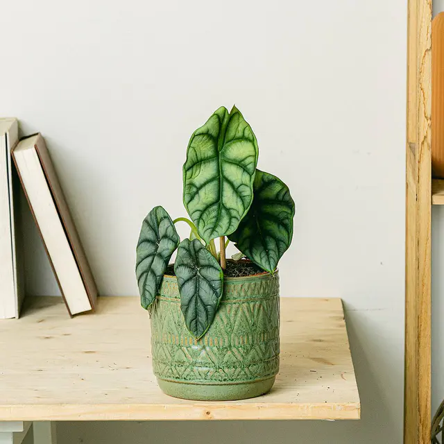 Alocasia Silberdrache