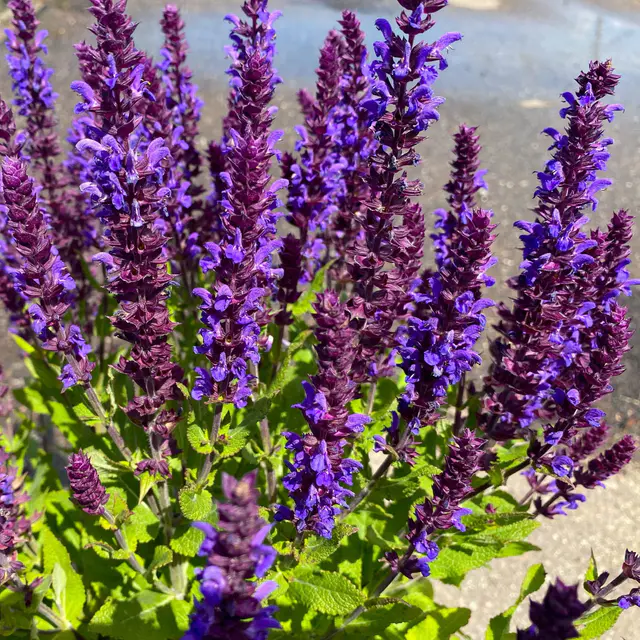 Kölles Beste Garten-Salbei 'New Dimension Blue', 3 Liter Topf