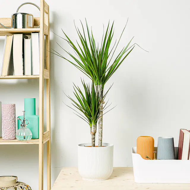 Dracaena Marginata - Robuste Pflanze