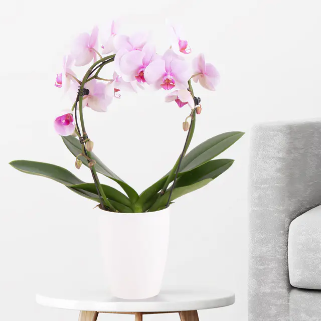 Orchideenbogen Rosa + gratis Topf | Phalaenopsis