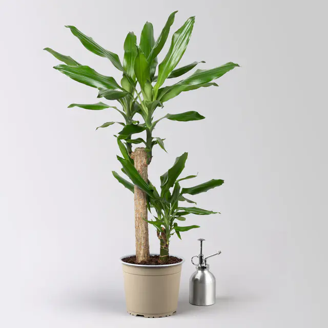 Duftender Drachenbaum 'Steudneri', Topf-Ø 17 cm, Höhe ca. 80 cm