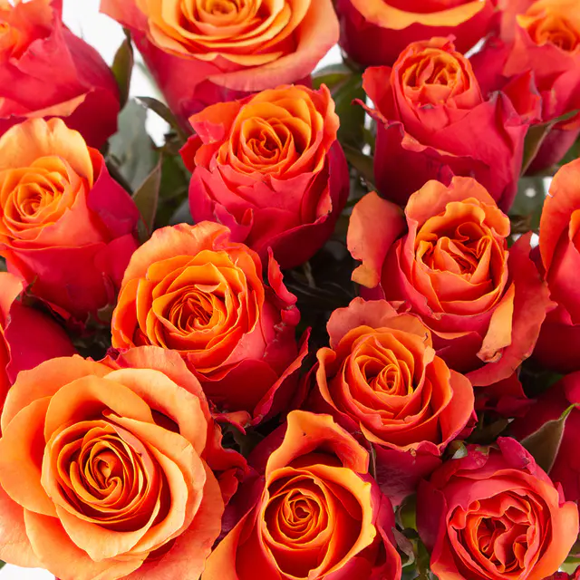 20 Orange Rosen (40cm) — Bild 2