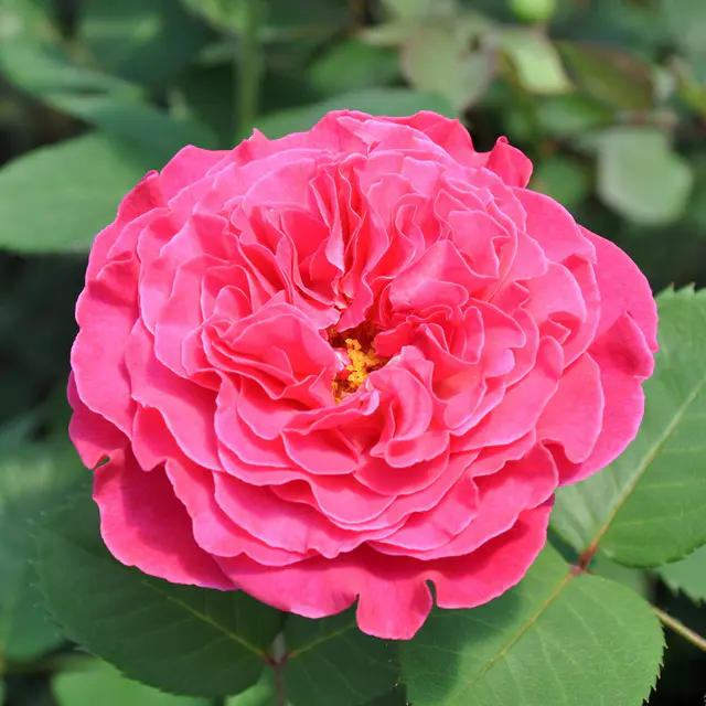 Duftende Edelrose 'Kölle's Rosensymphonie'®, pink, Topf 5 Liter,4 Pflanzen