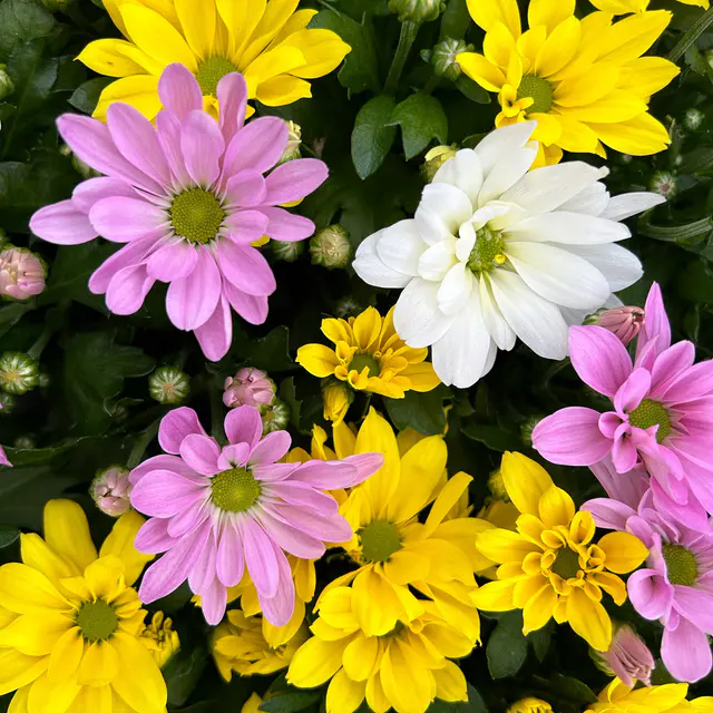 Chrysantheme Trio 'Single Carneval', weiß-gelb-rosa, Topf-Ø 12 cm, 6 Pflanzen