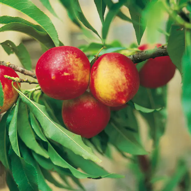 Kölle Bio Zwergnektarine 'Rubis'® Necta ZeeⓈ, Topf 7,5 Liter
